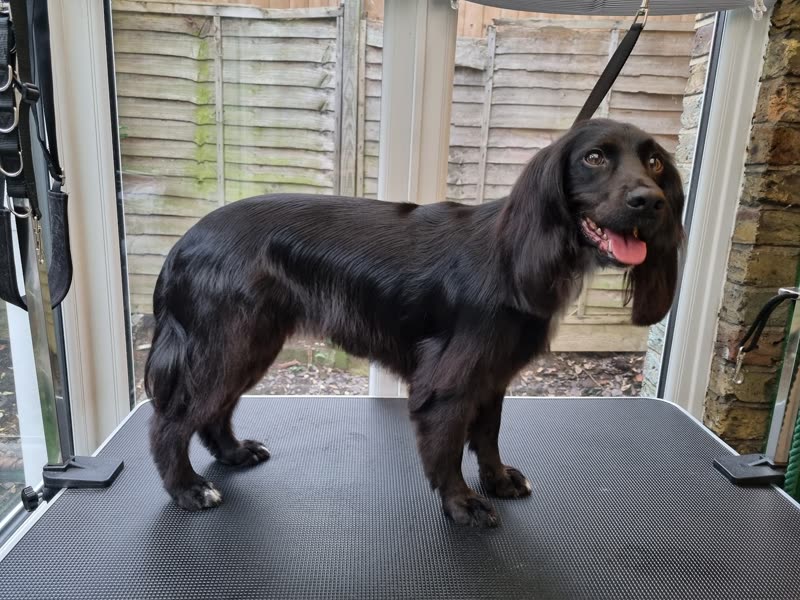 A freshly groomed black cocker spaniel standing on the grooming table beside open patio doors