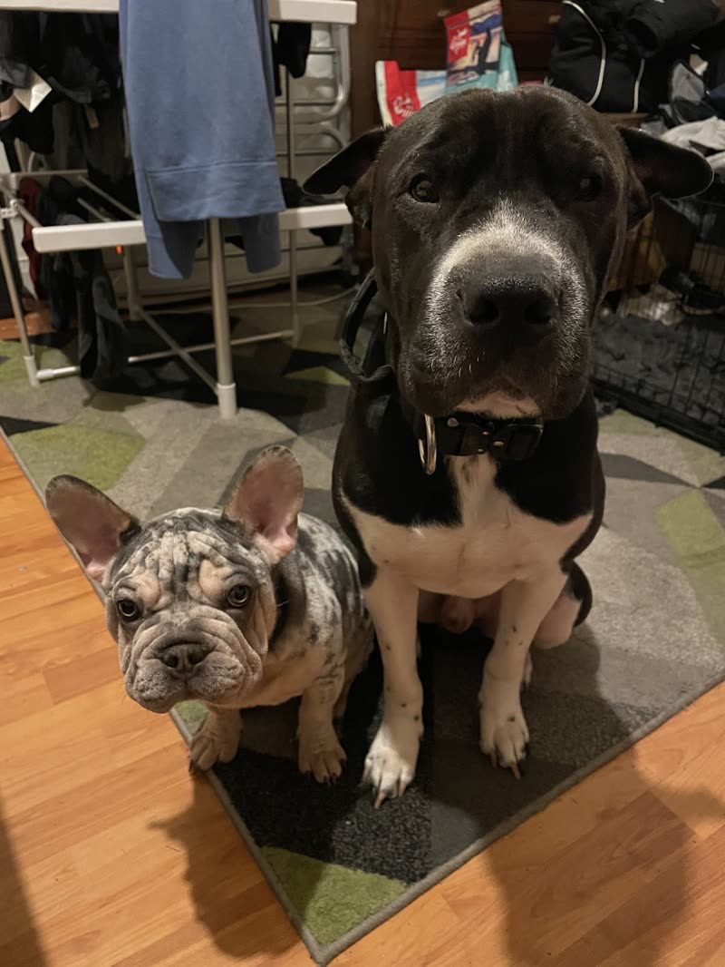 A French bulldog and a larger black-and-white dog sitting together on a rug at home