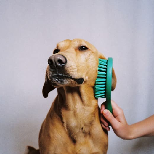 A dog's coat being brushed through with a slicker brush