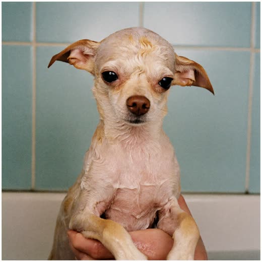 A small dog being washed in a grooming bath