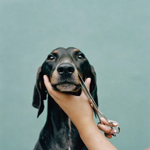 A dog's face being trimmed with grooming scissors
