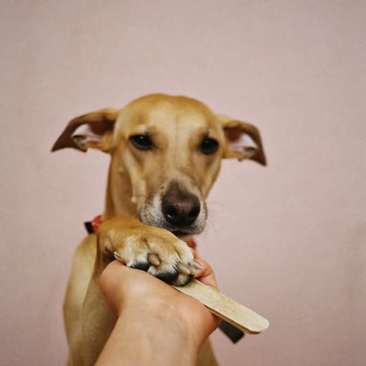 A dog's paw held for a nail trim