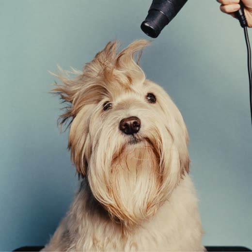 A dog's coat lifting under a grooming dryer